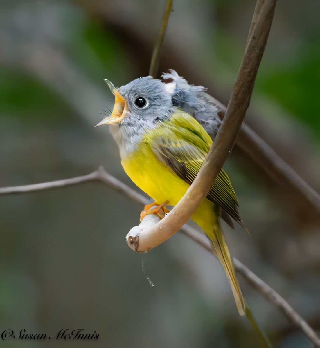 Gray-headed Canary-Flycatcher - Susan Mac