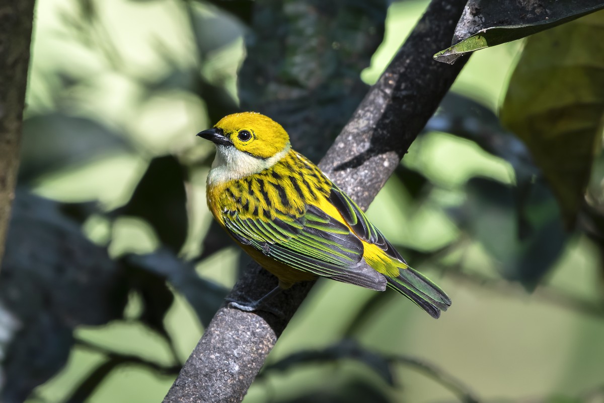 Silver-throated Tanager - ML618226879