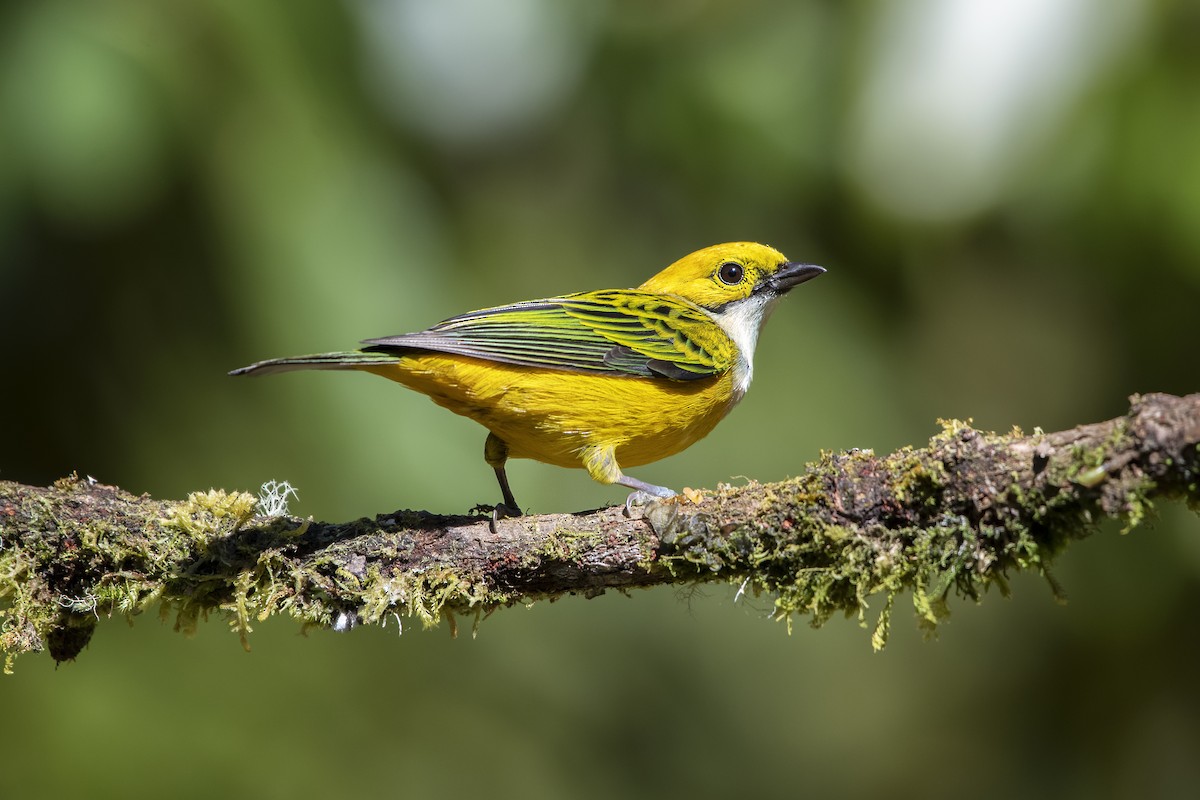Silver-throated Tanager - ML618226880