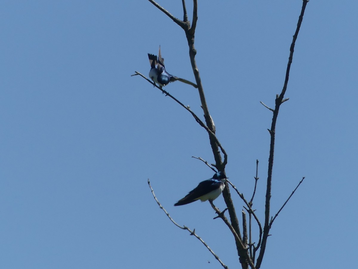 Tree Swallow - Anonymous