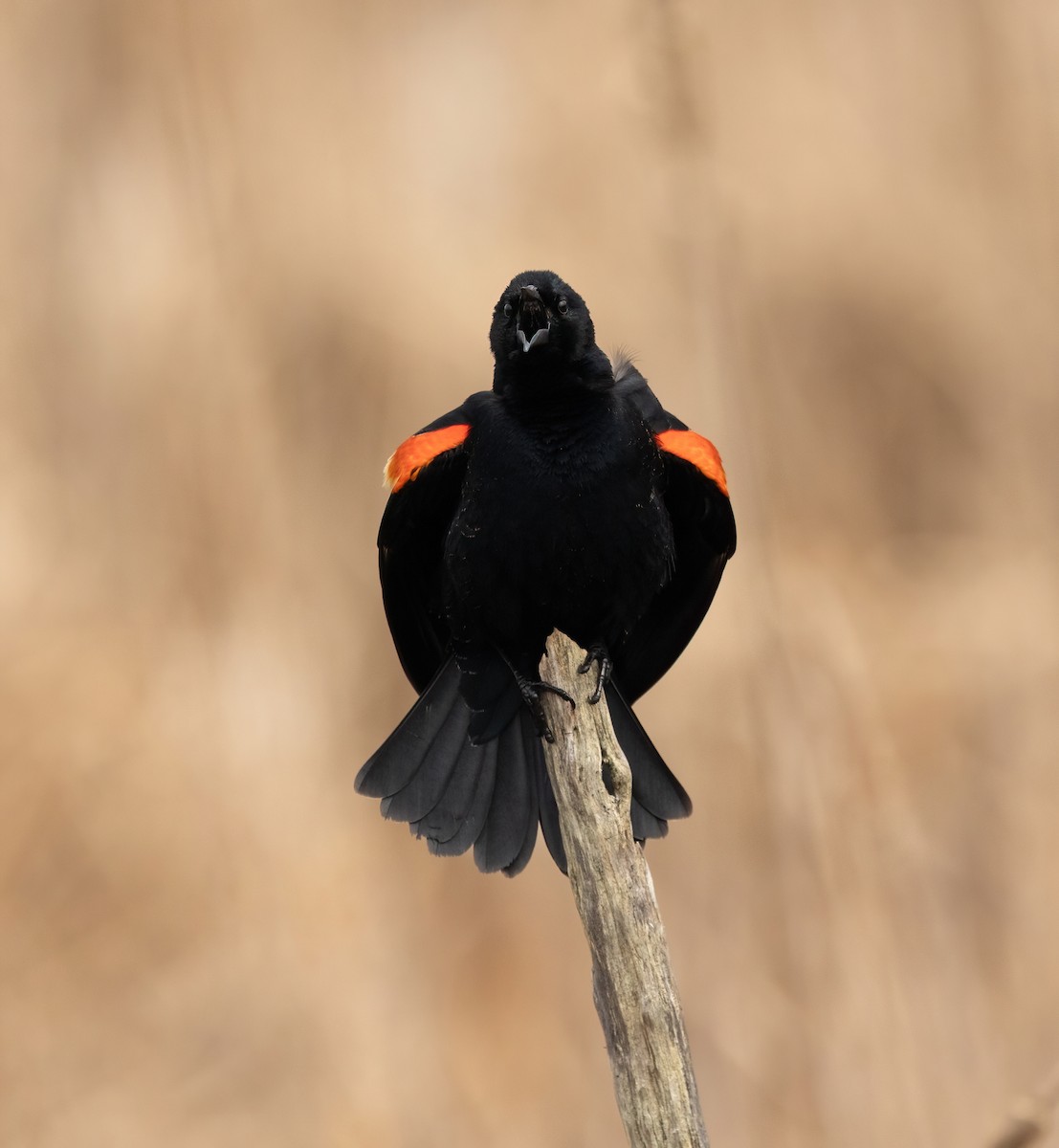 Red-winged Blackbird - ML618226886