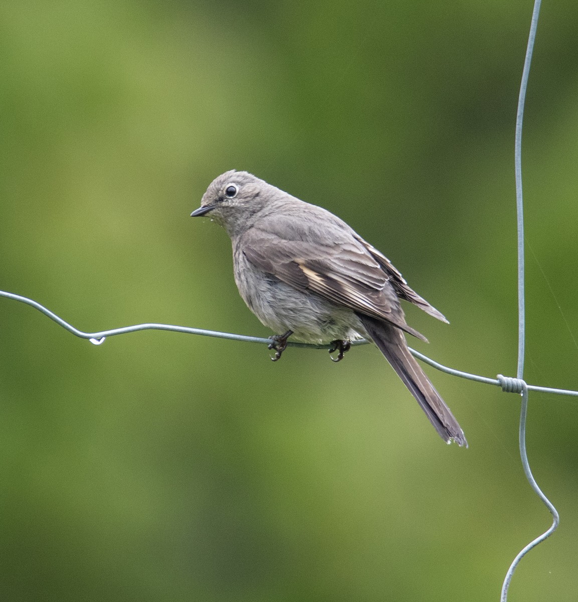 Townsend's Solitaire - ML618226897