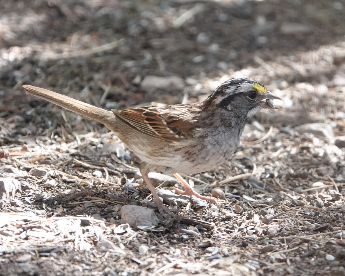 White-throated Sparrow - ML618226902
