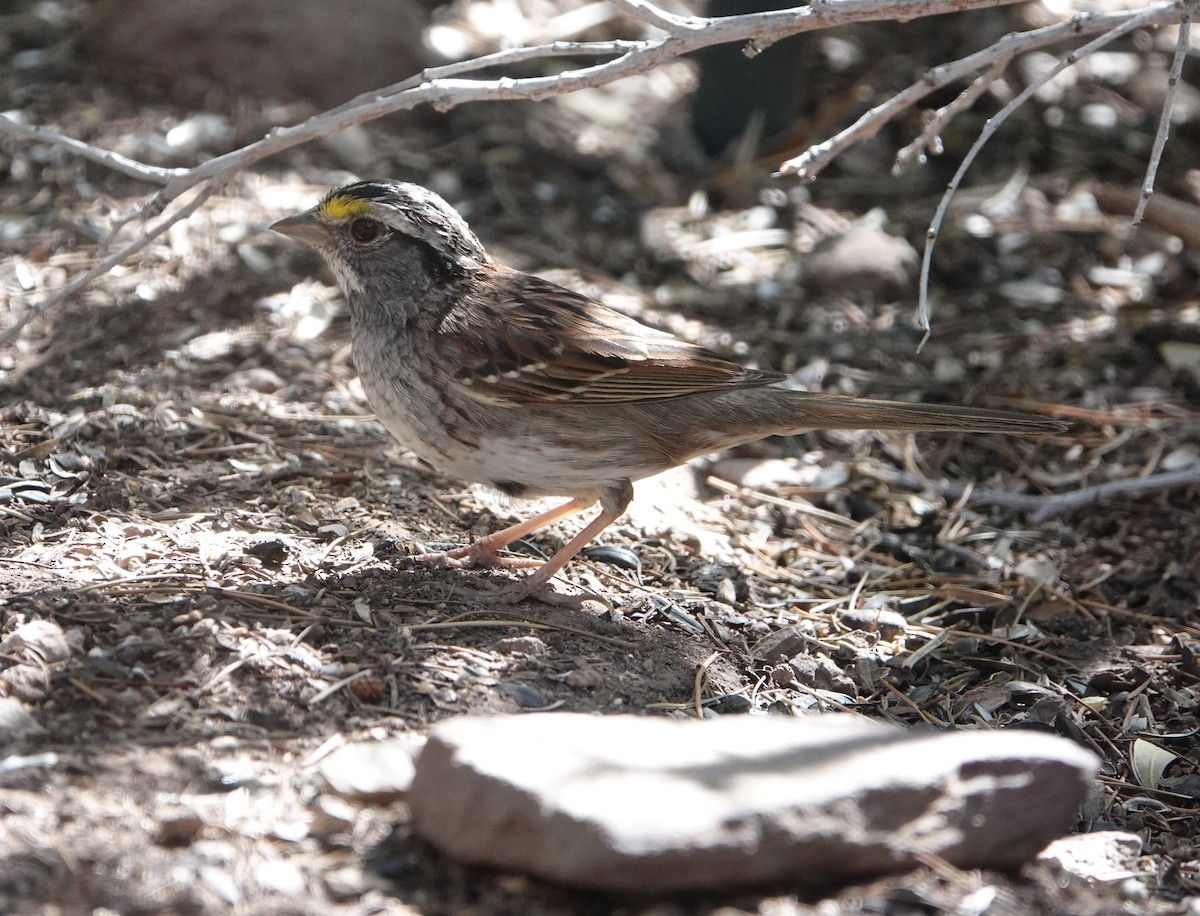 White-throated Sparrow - ML618226915