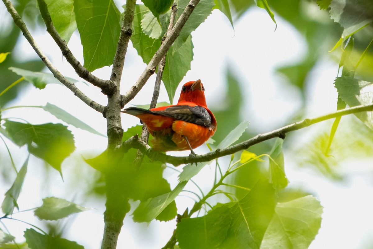 Scarlet Tanager - Eric Stone