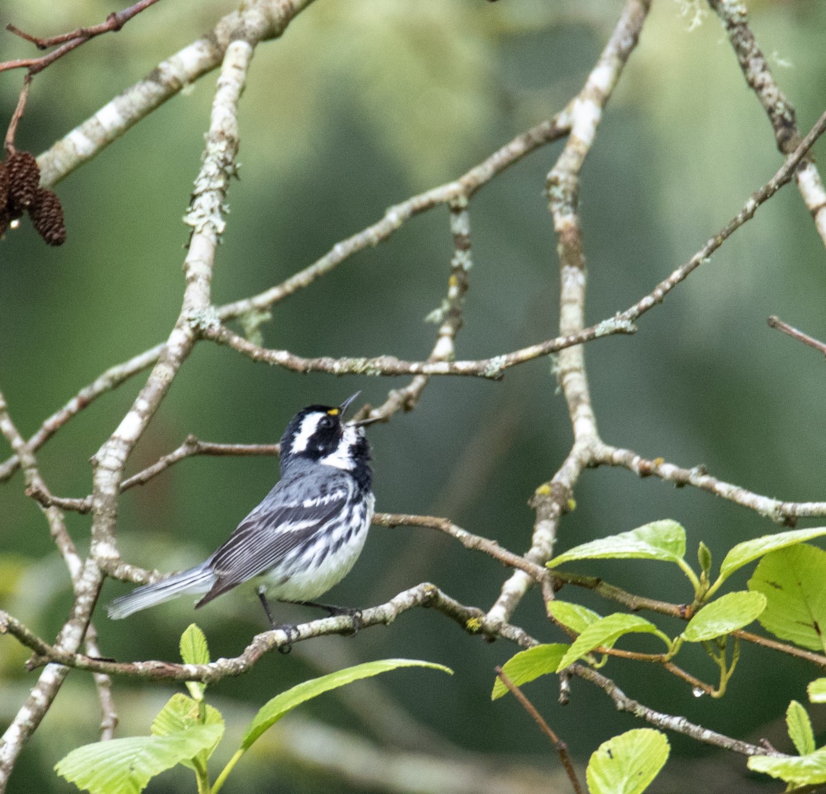 Black-throated Gray Warbler - ML618226953