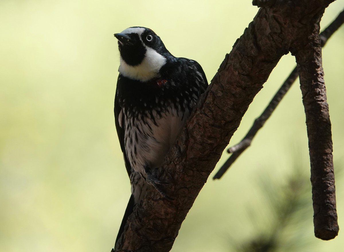 Acorn Woodpecker (Acorn) - ML618226963