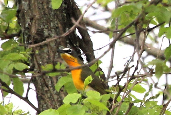 Yellow-breasted Chat - ML618226989