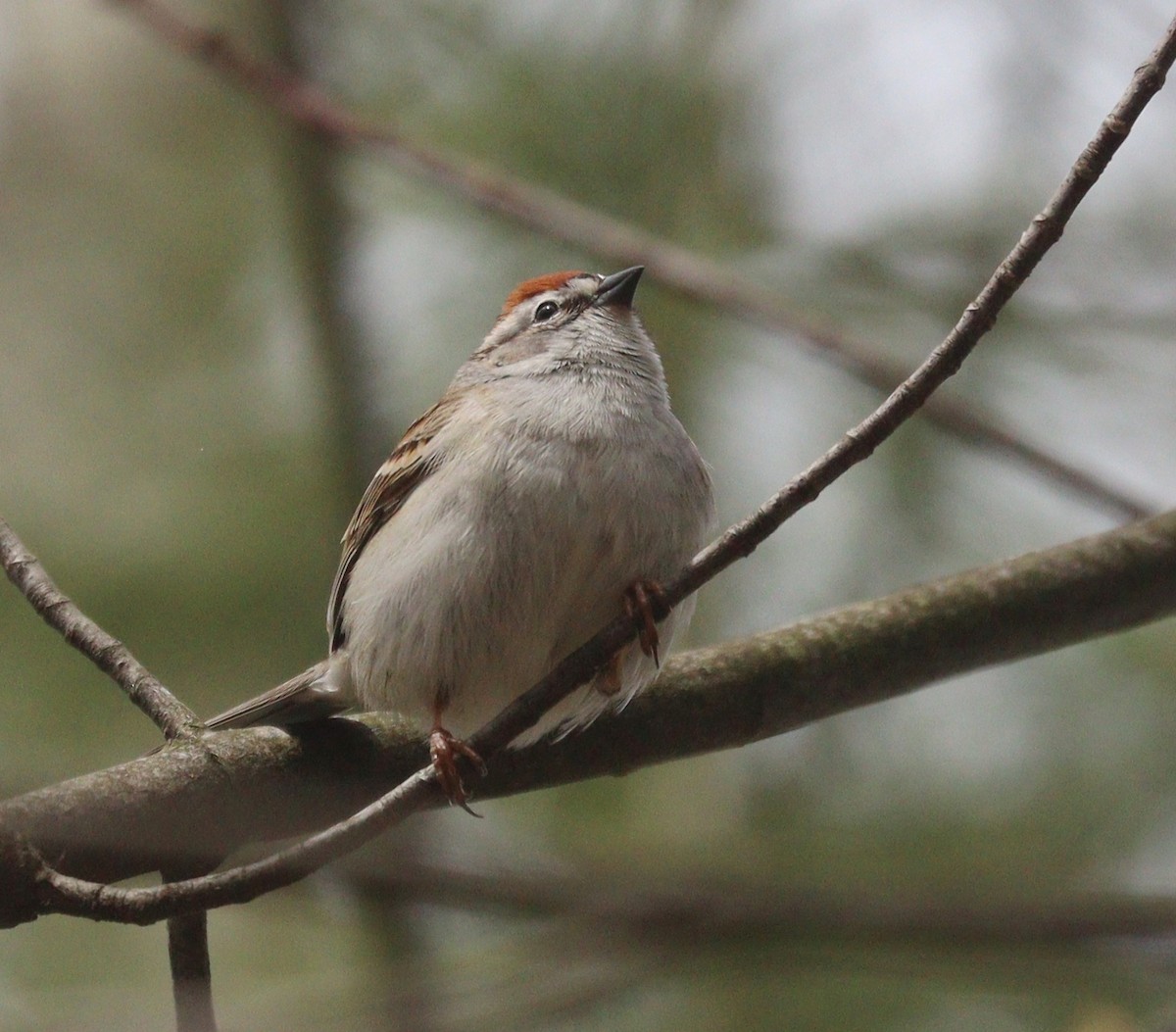 Chipping Sparrow - Hélène Crête