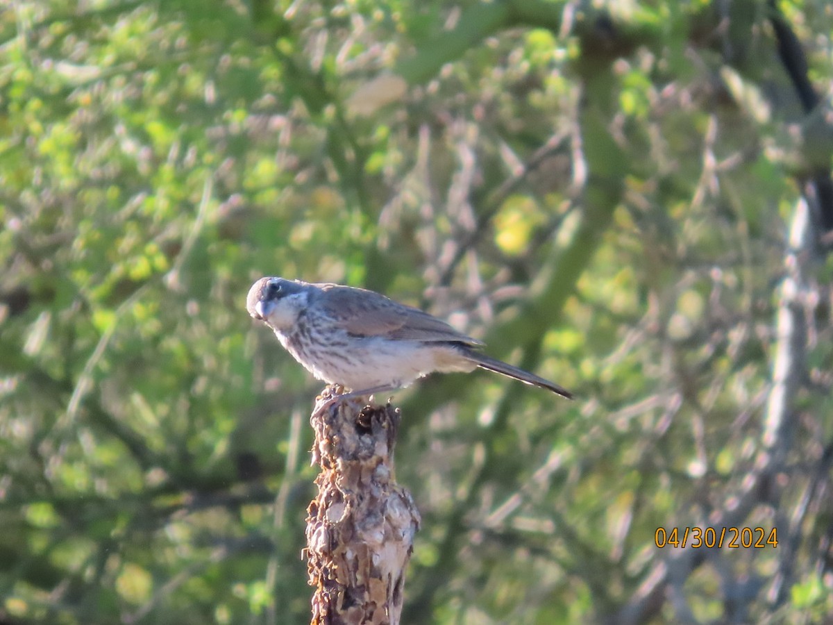 Black-throated Sparrow - ML618227017