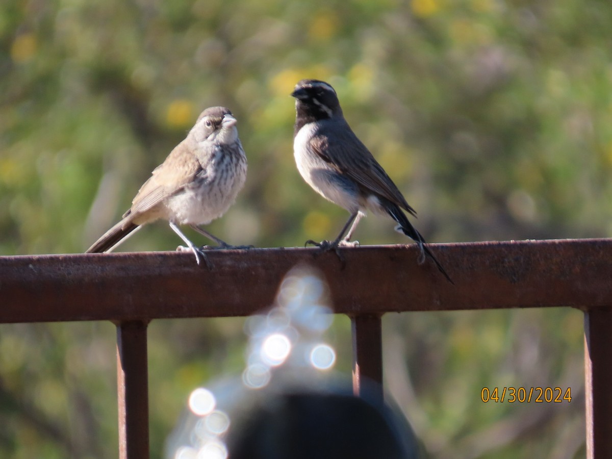 Black-throated Sparrow - Deborah Lauper