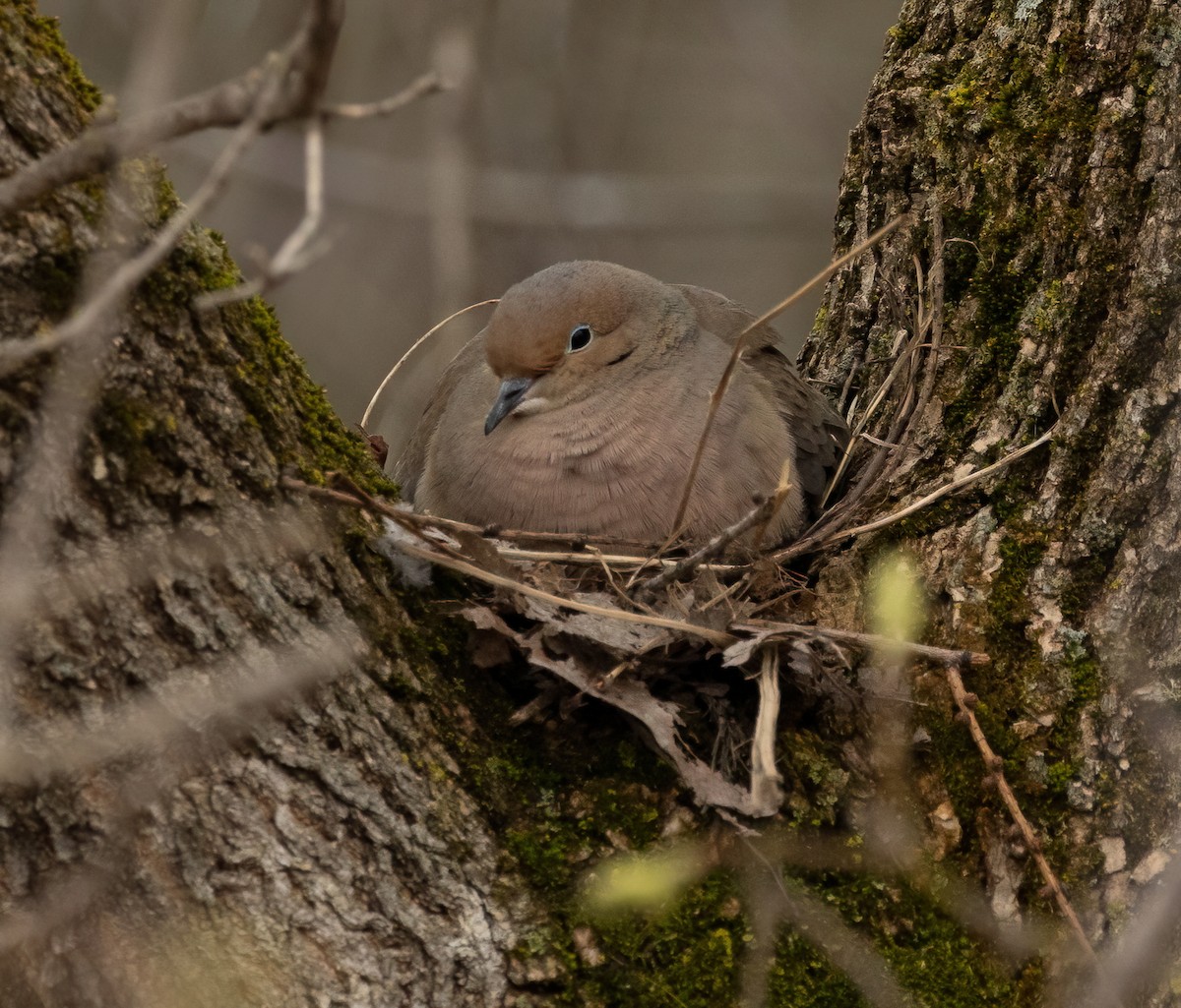 Mourning Dove - Julie Paquette