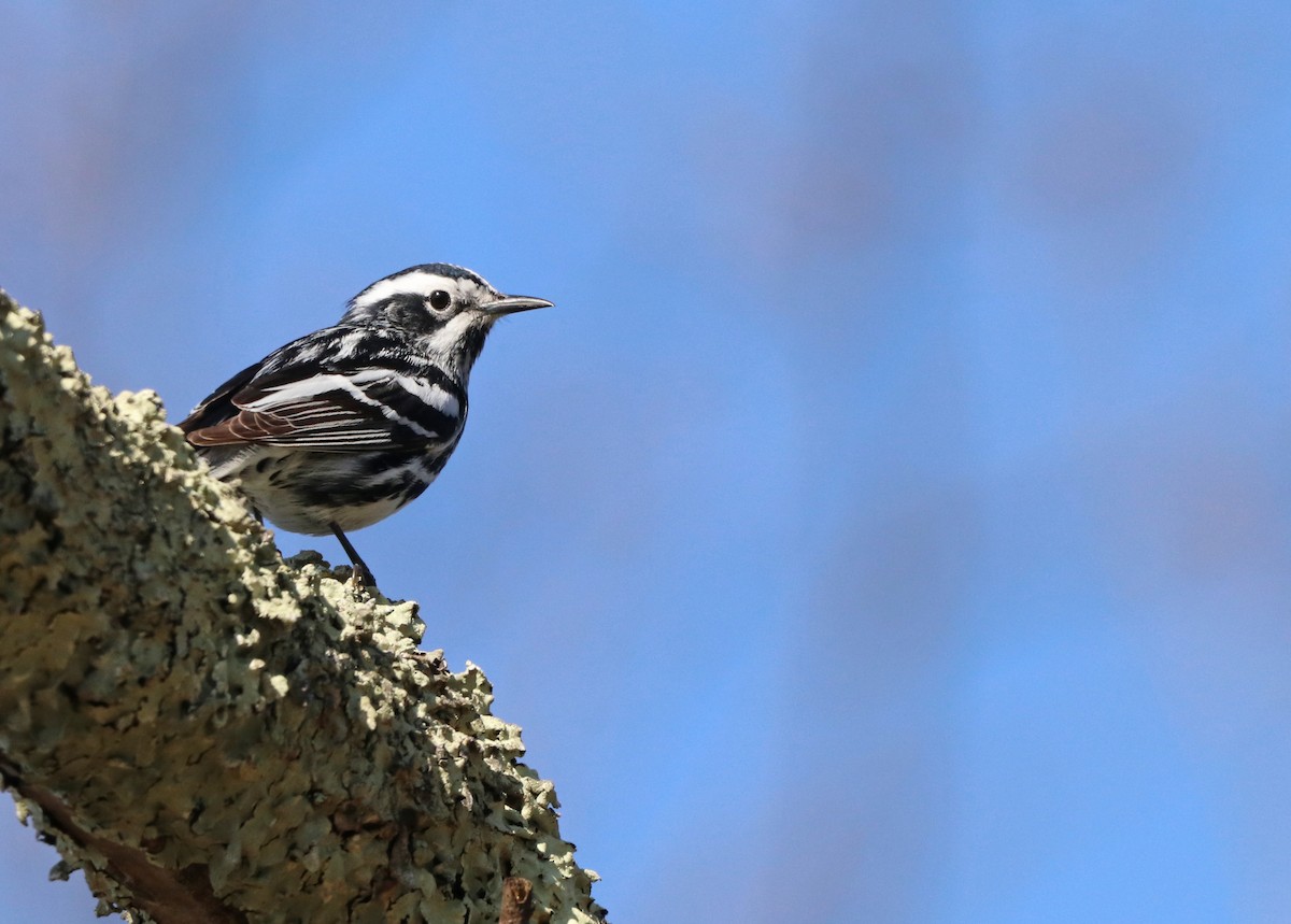 Black-and-white Warbler - ML618227068