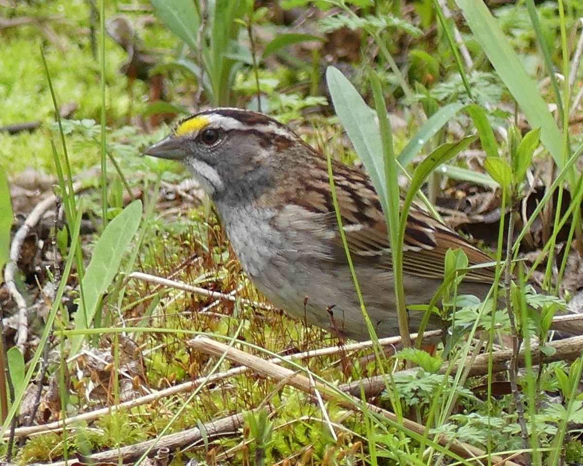 White-throated Sparrow - Colleen C
