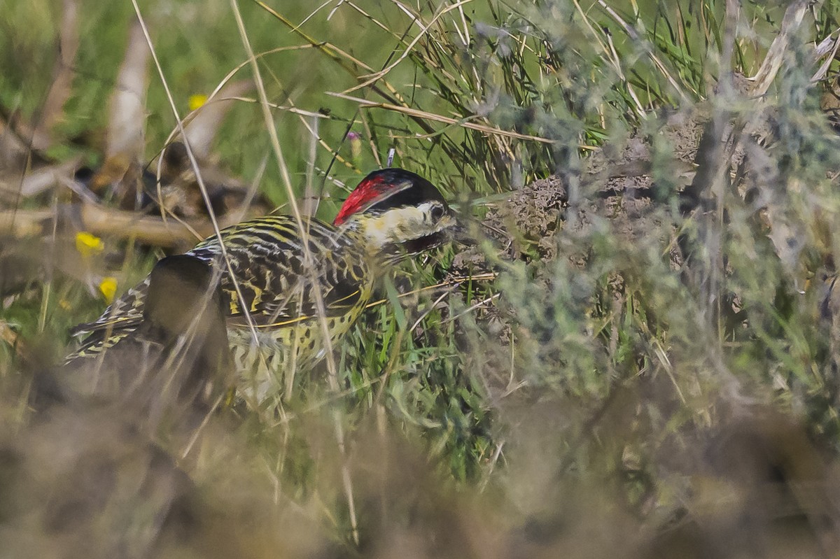 Green-barred Woodpecker - ML618227111