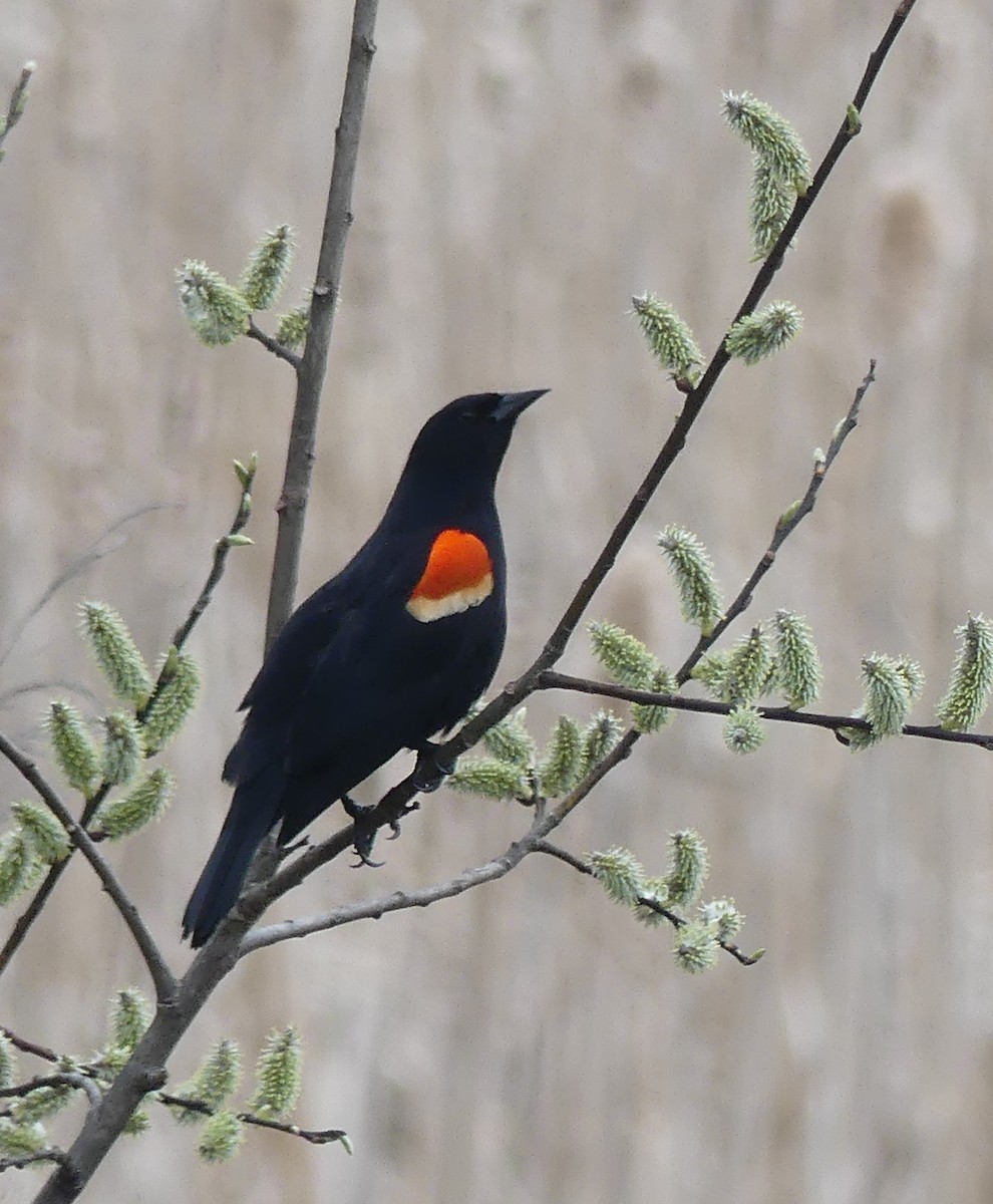 Red-winged Blackbird - ML618227169