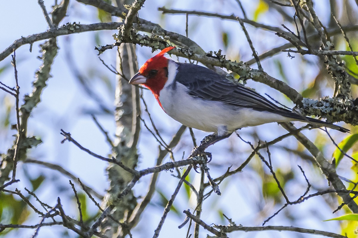 Red-crested Cardinal - ML618227178