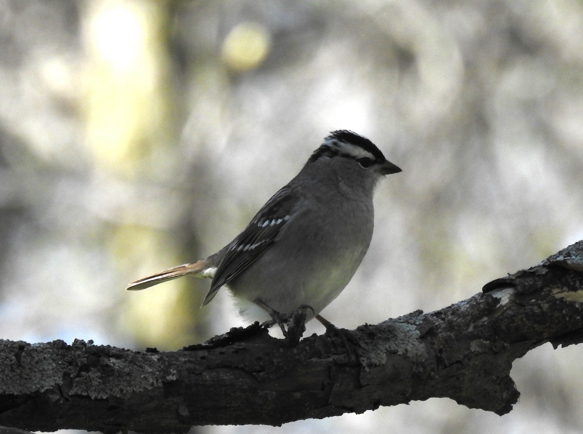 White-crowned Sparrow - Steve Aram