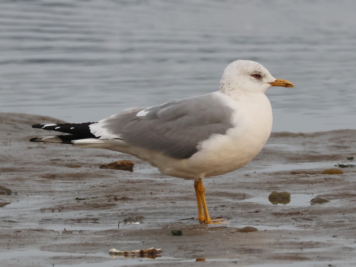 Common Gull (Kamchatka) - ML618227255