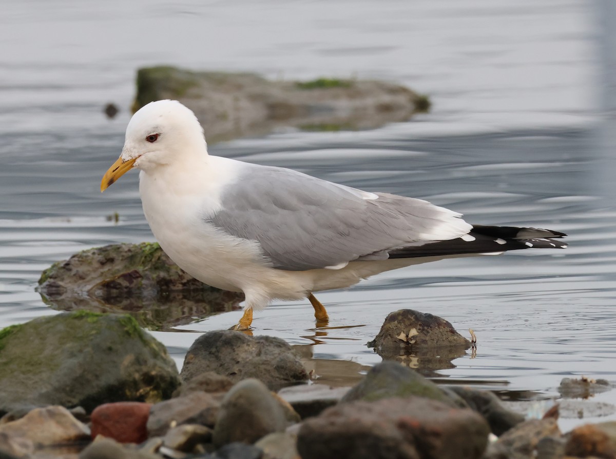 Common Gull (Kamchatka) - ML618227259