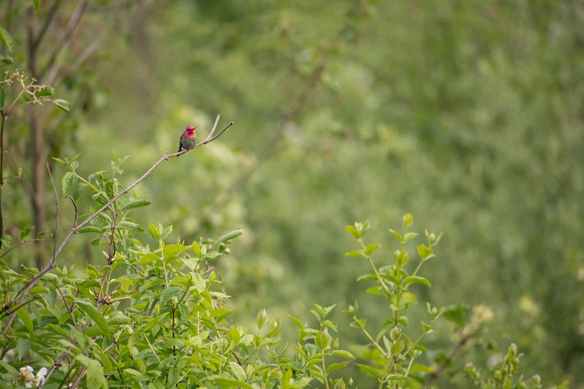 Anna's Hummingbird - Valita Volkman