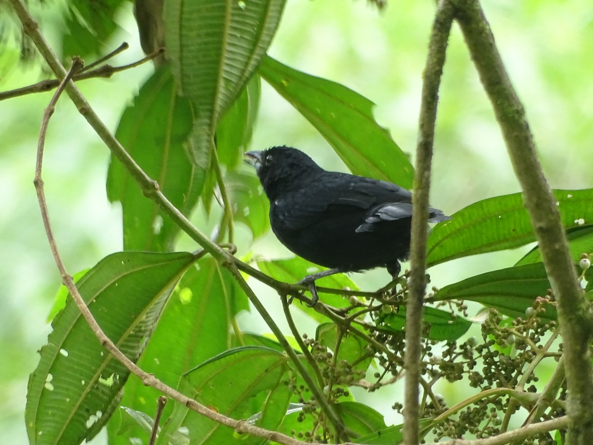 White-lined Tanager - Kevin Borja