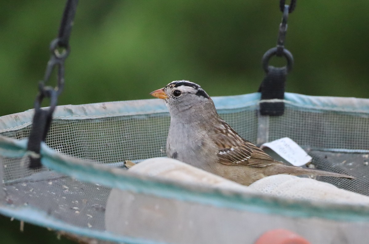 White-crowned Sparrow - ML618227315