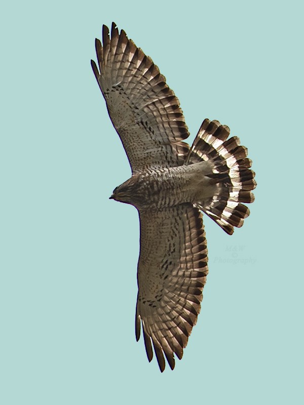 Broad-winged Hawk - ML618227421