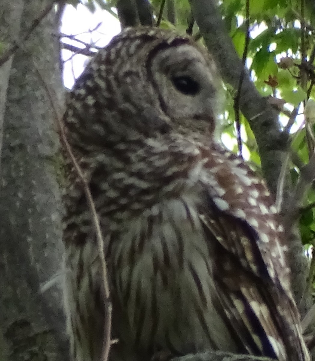 Barred Owl - ML618227461