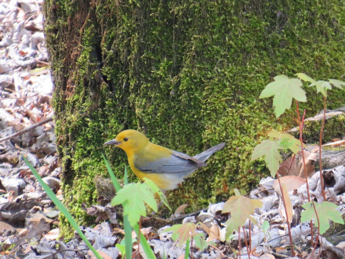 Prothonotary Warbler - ML618227469