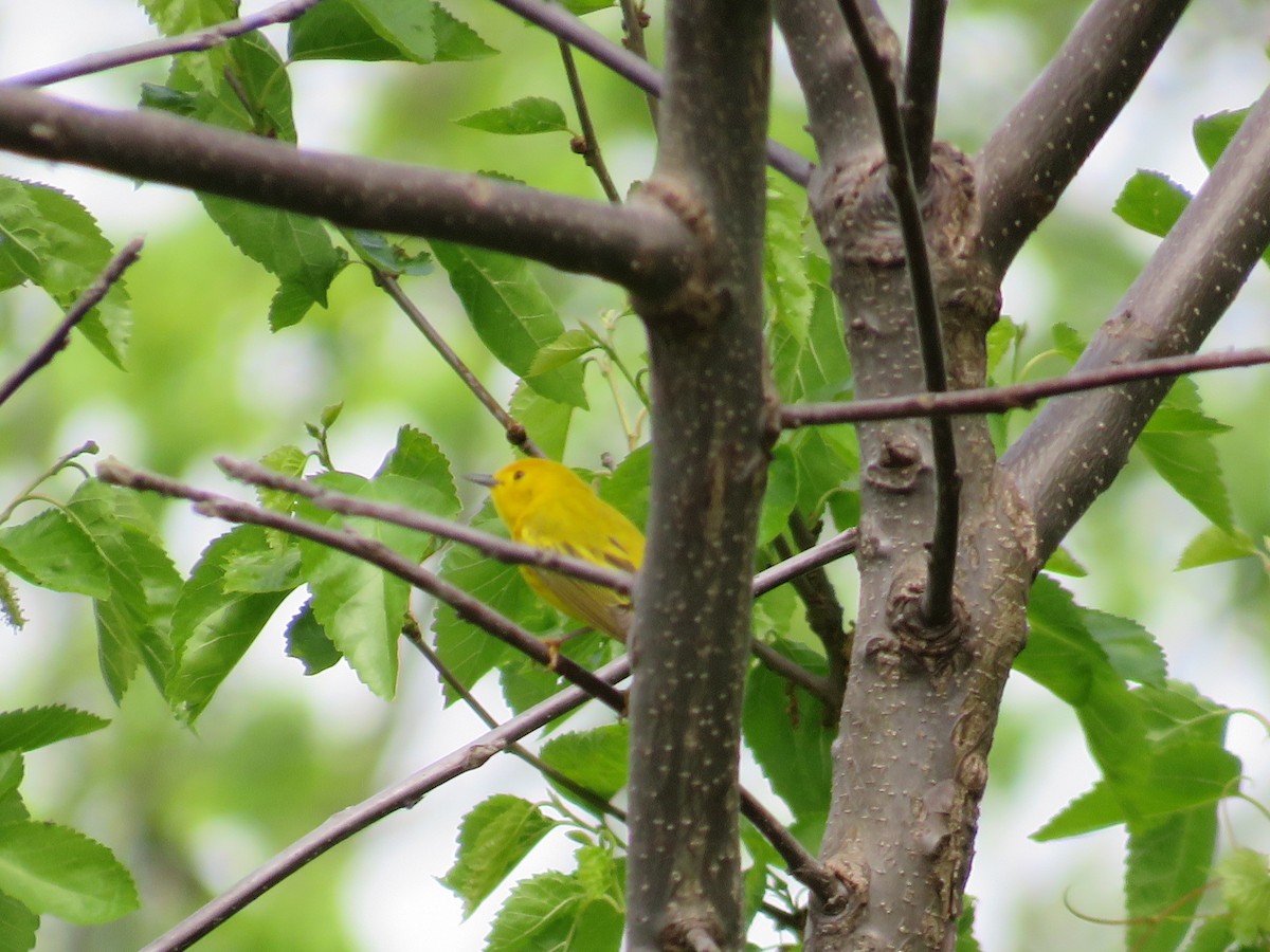Yellow Warbler - ML618227478