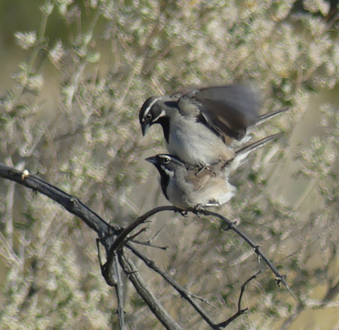 Black-throated Sparrow - ML618227504