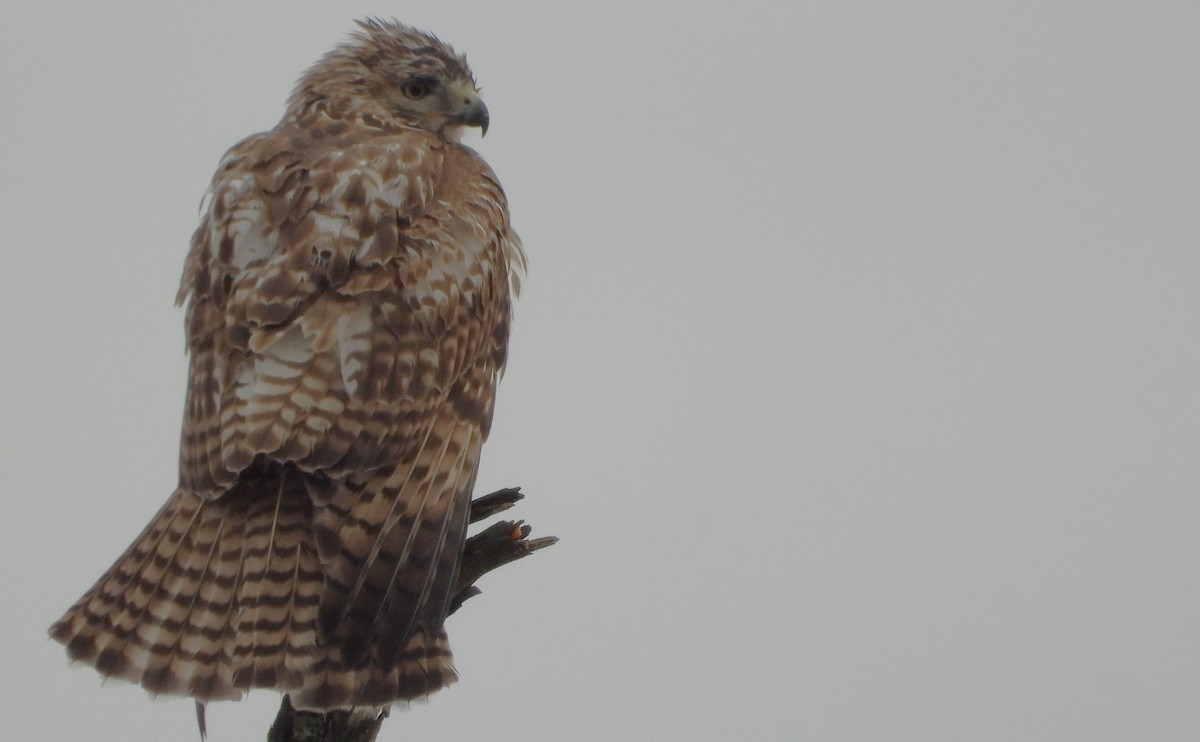 Red-tailed Hawk - ML618227511