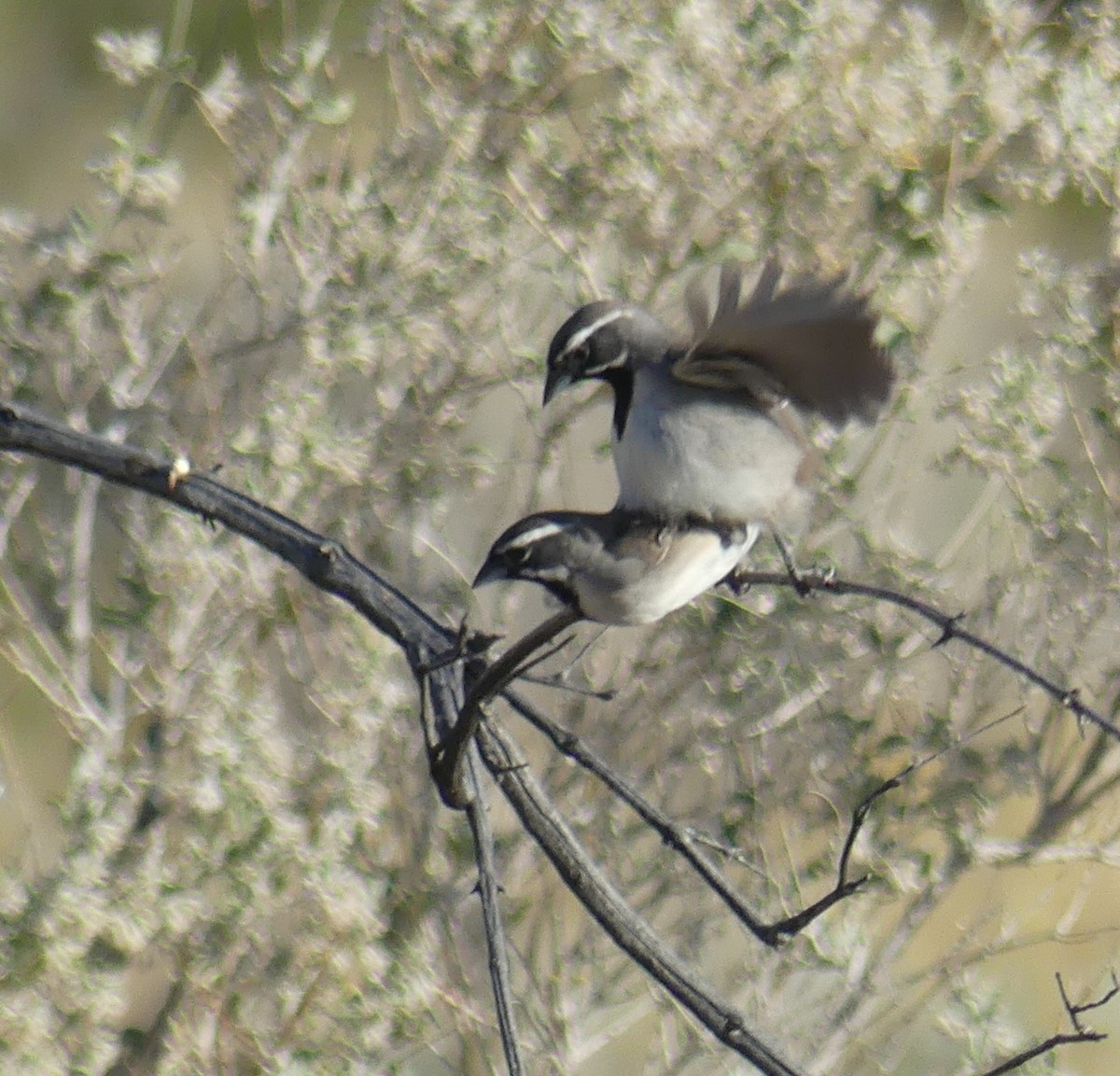 Black-throated Sparrow - ML618227531