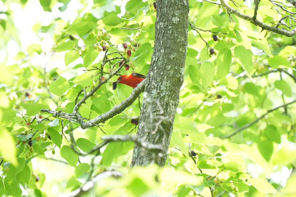 Scarlet Tanager - ML618227534