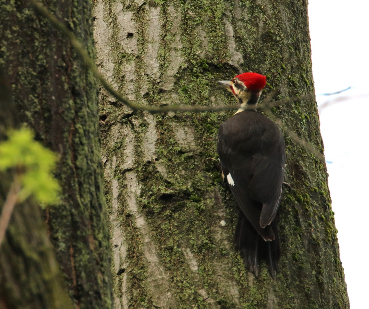 Pileated Woodpecker - Joli Reising