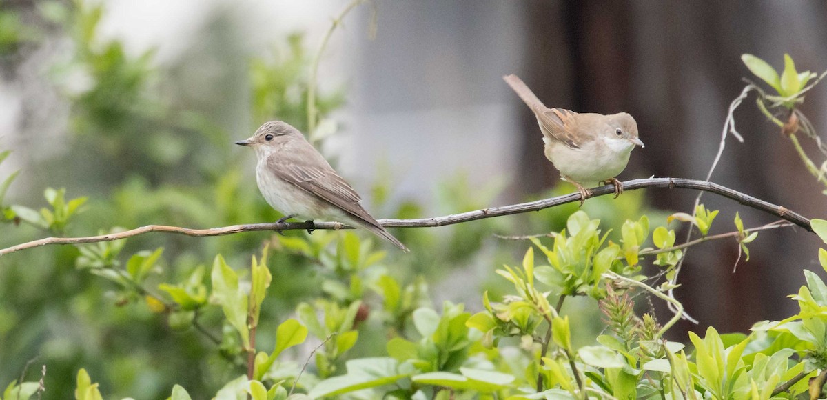 Spotted Flycatcher (Spotted) - Pep Arcos