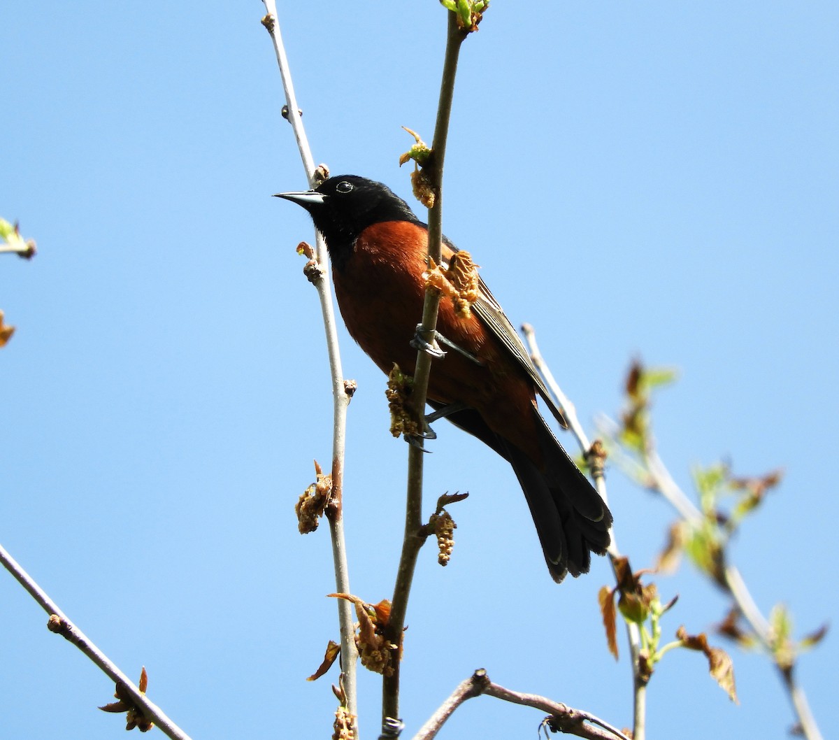 Orchard Oriole - Becky Kitto