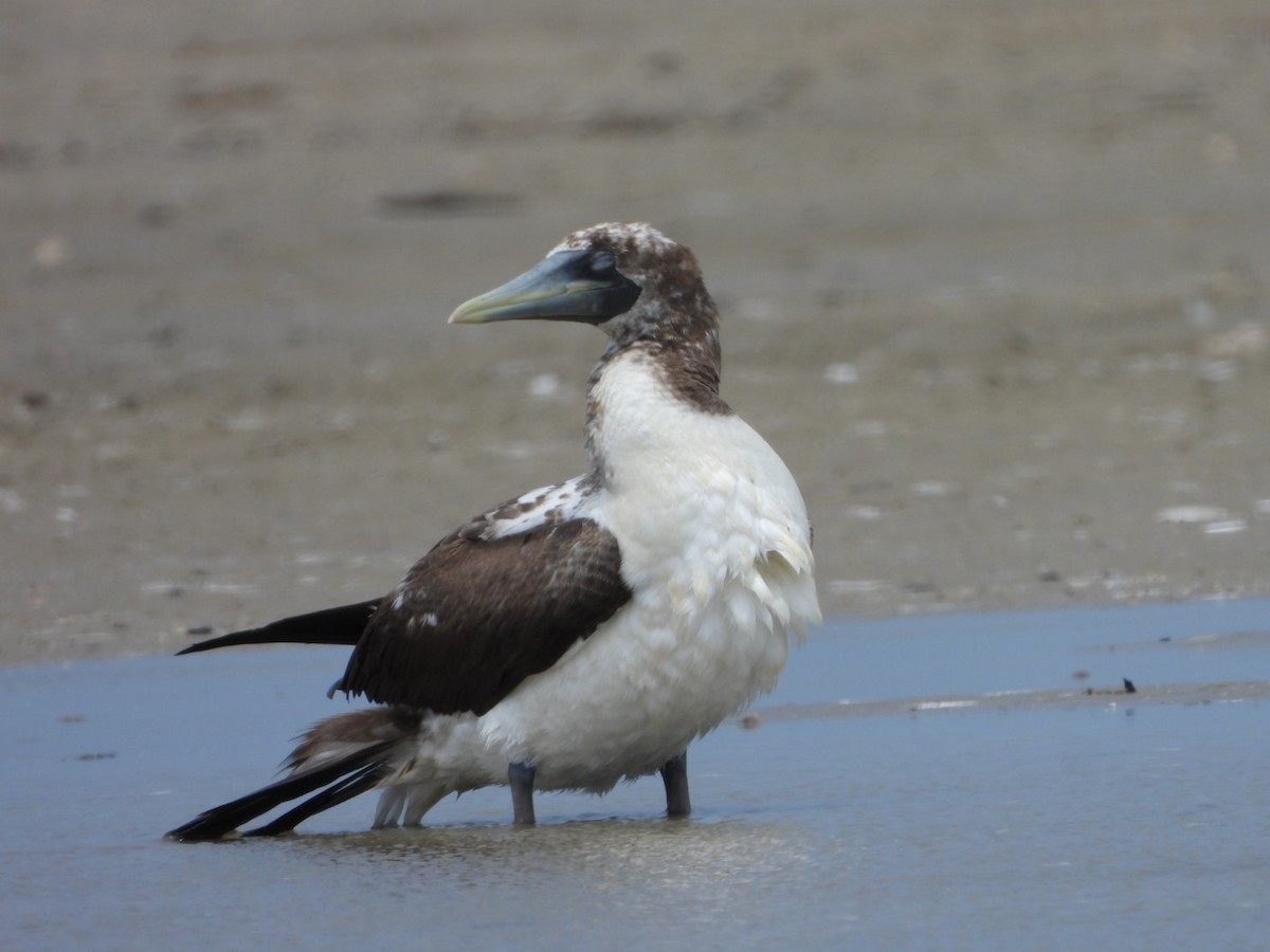 Masked Booby - ML618227562