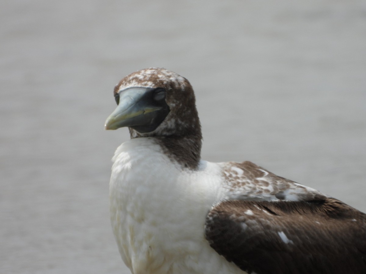 Masked Booby - ML618227599