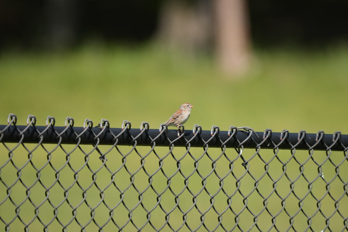 Field Sparrow - ML618227644