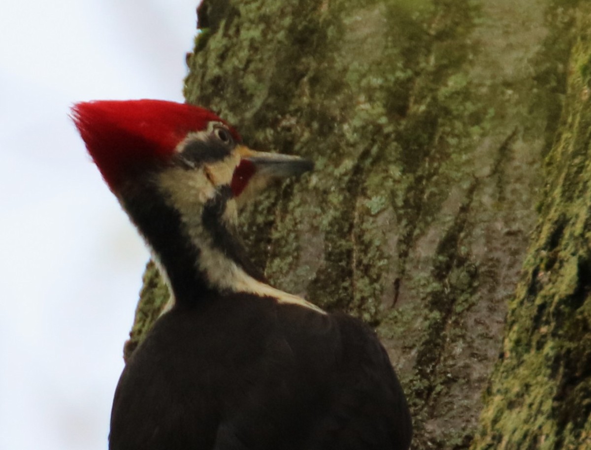Pileated Woodpecker - Joli Reising