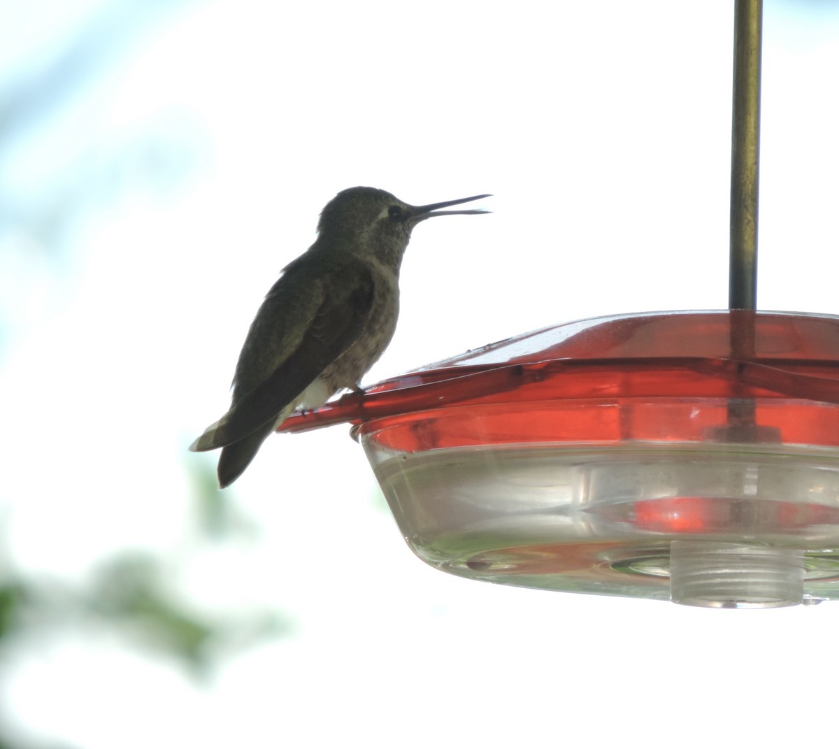 Anna's Hummingbird - ML618227729