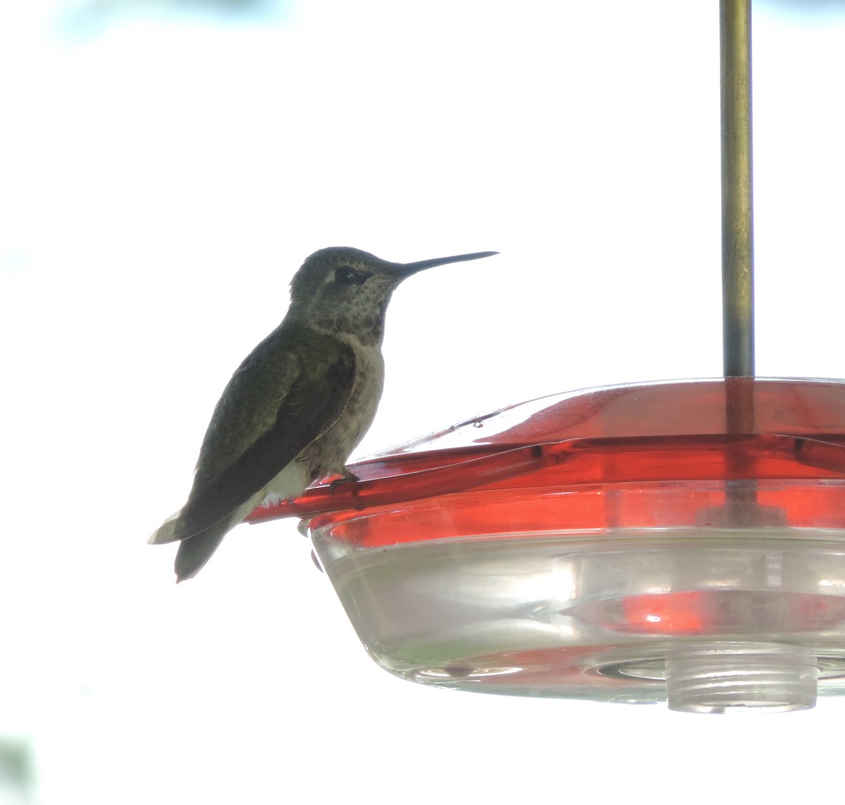 Anna's Hummingbird - ML618227730