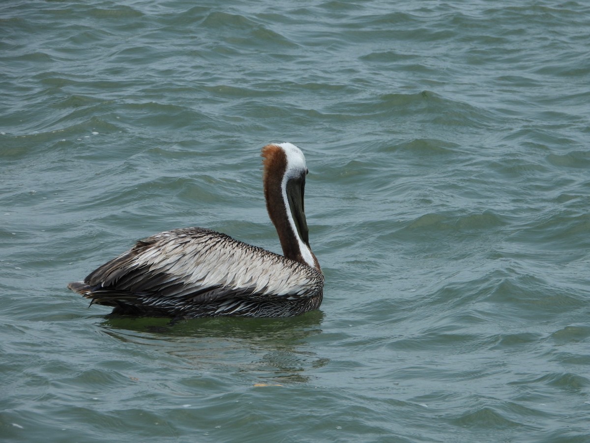 pelikán hnědý - ML618227743