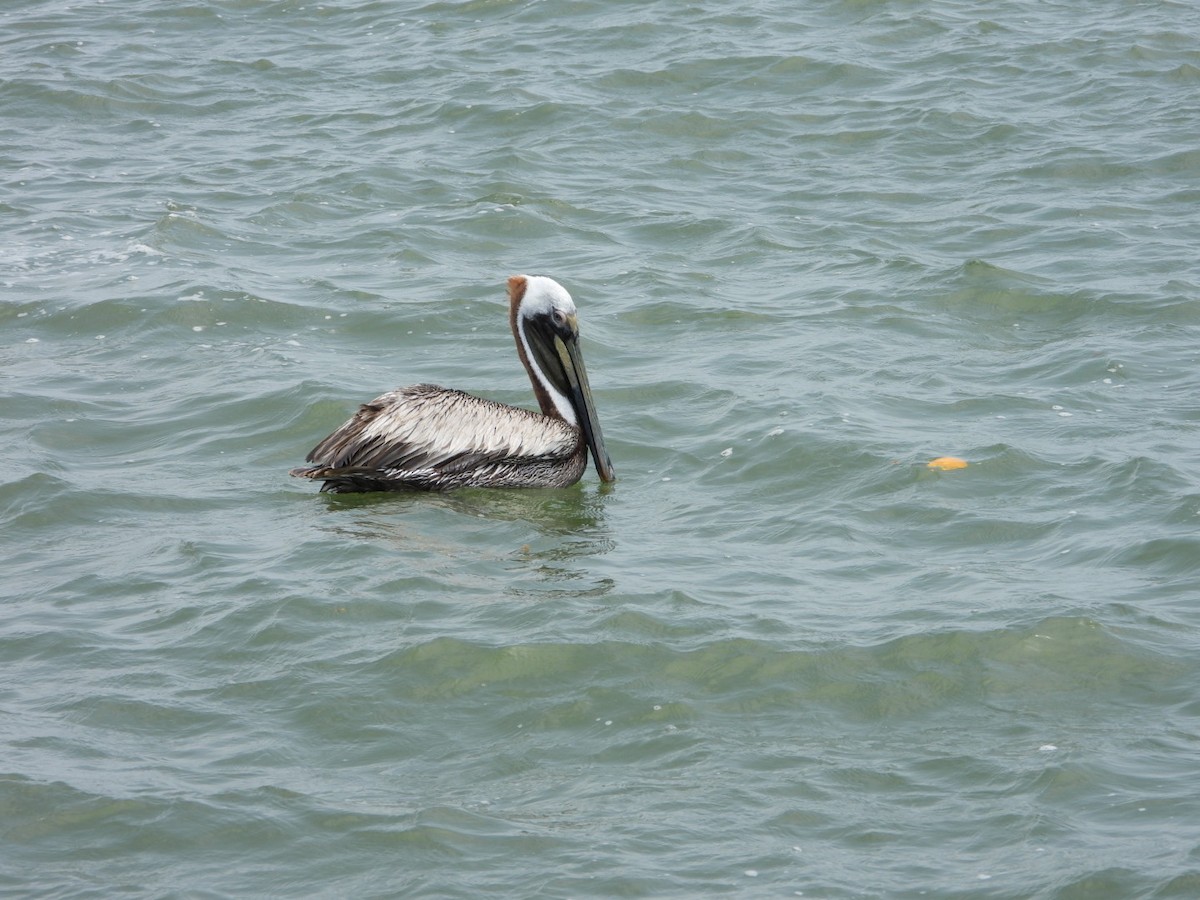 pelikán hnědý - ML618227744