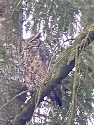Great Horned Owl - ML618227751
