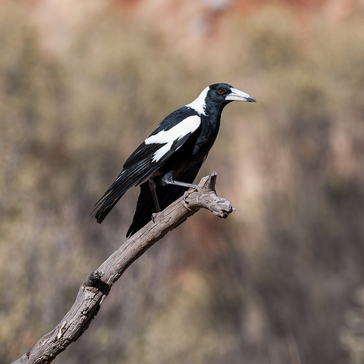 Australian Magpie - Howard Clarke