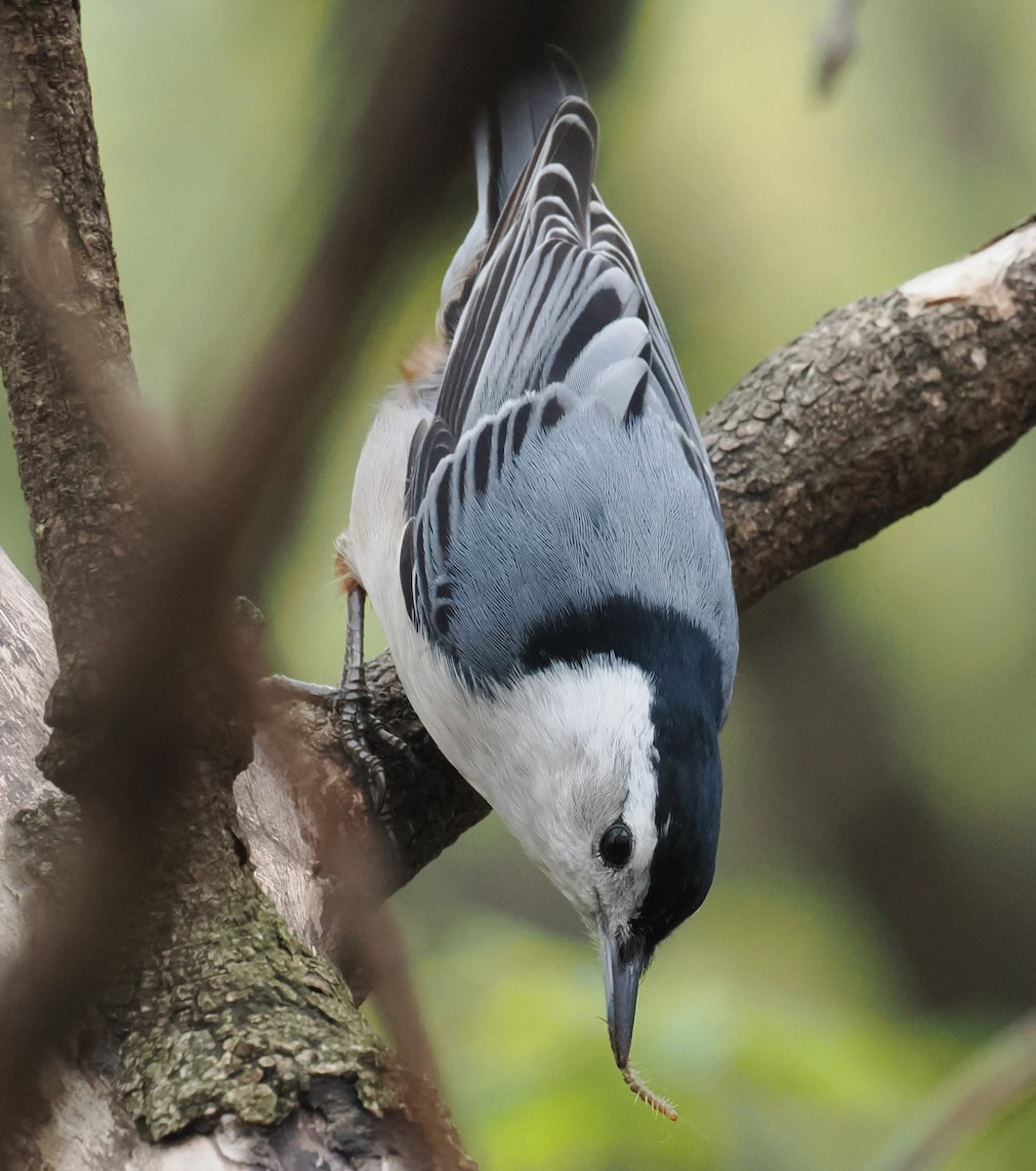 White-breasted Nuthatch - ML618227779