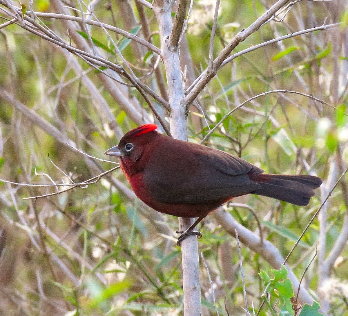 Red-crested Finch - ML618227787